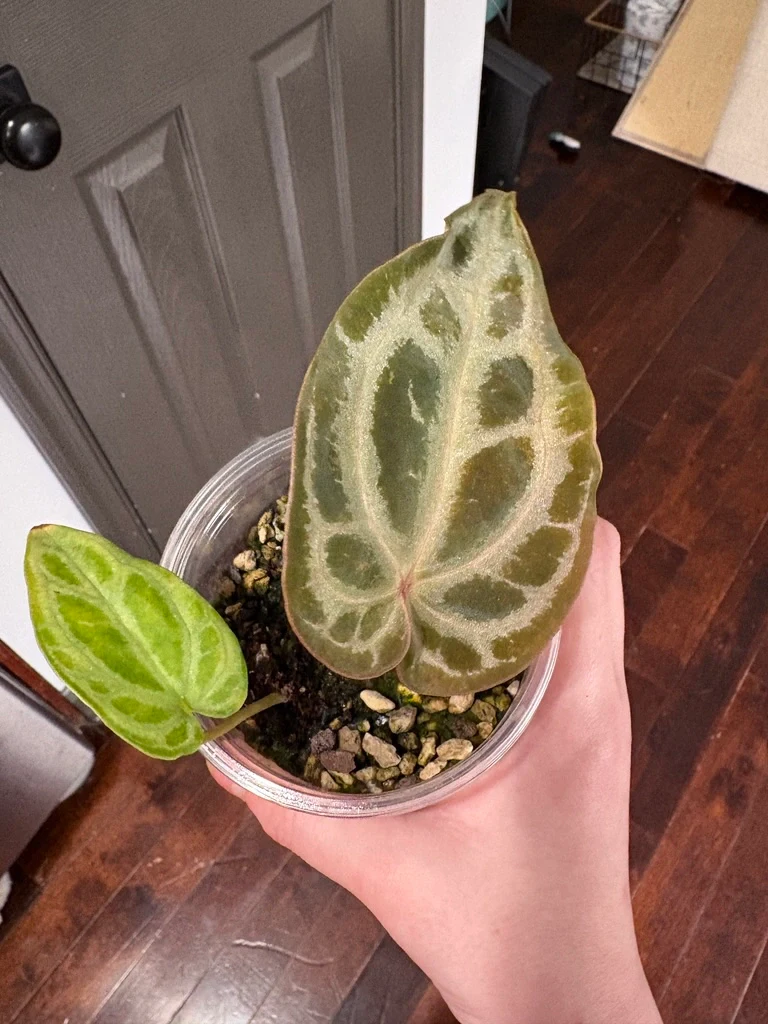 Anthurium Selby's Silver by katiesplants