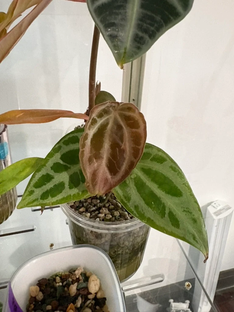 Anthurium Selby's Silver by katiesplants