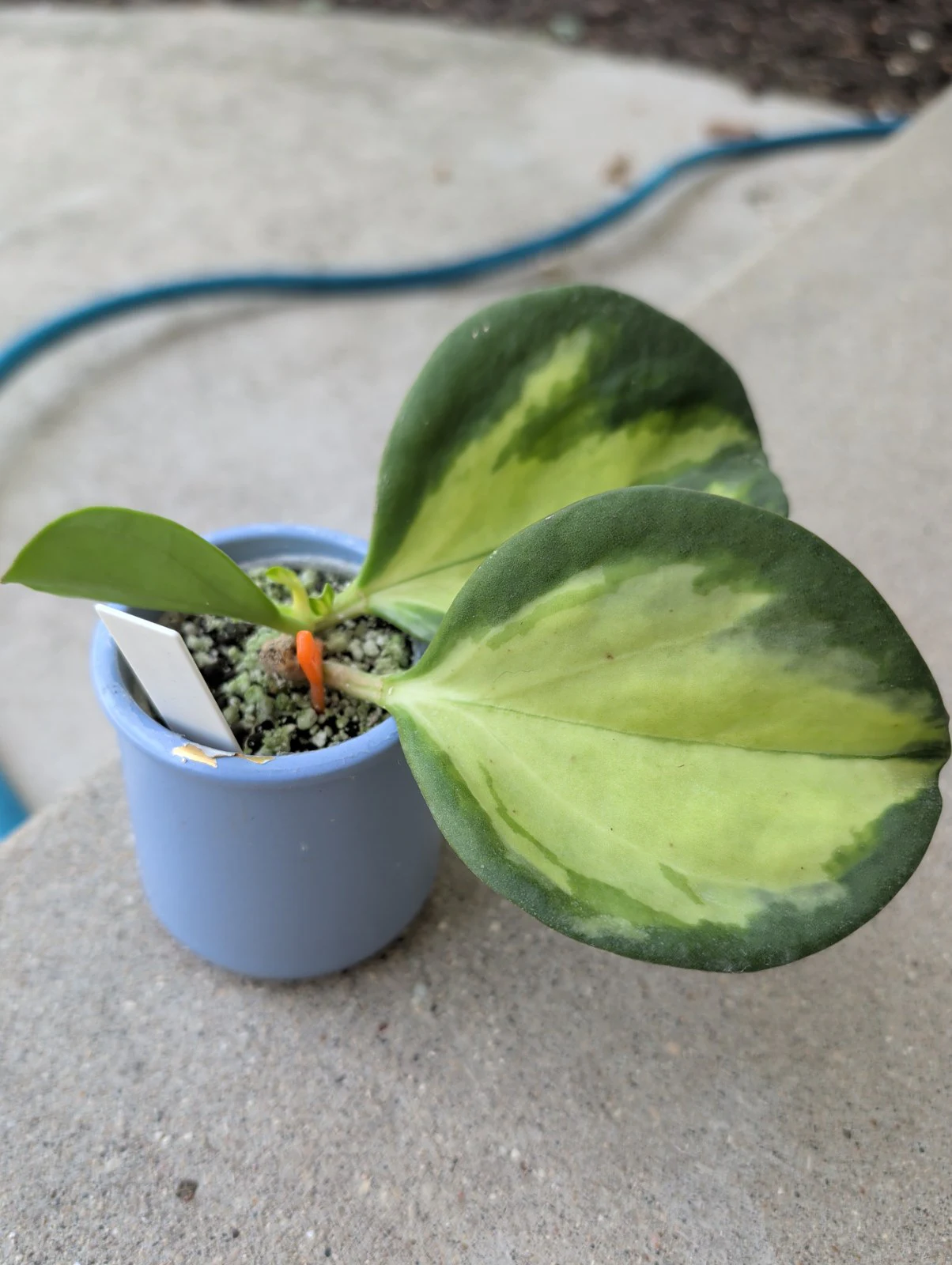 Hoya Pachyclada 'inner variegated ' by meg