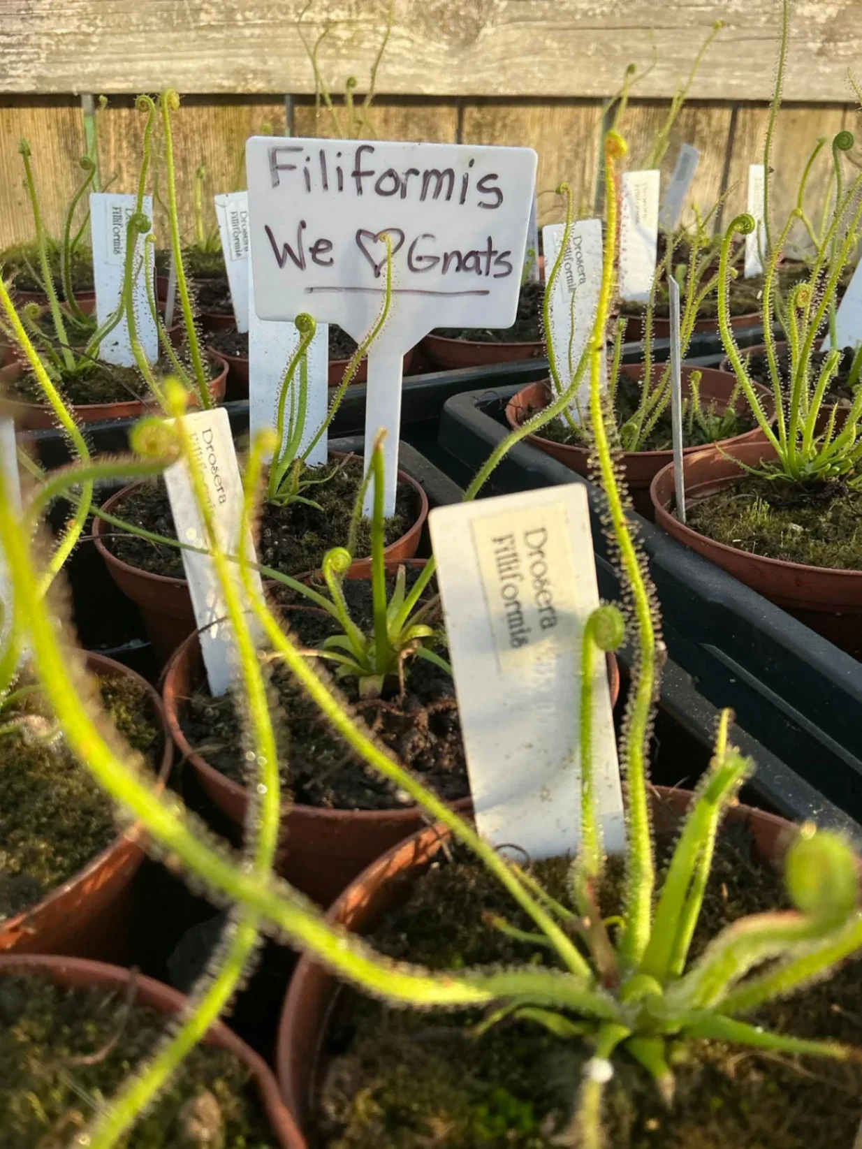 Drosera filiformis by Dartnivorous