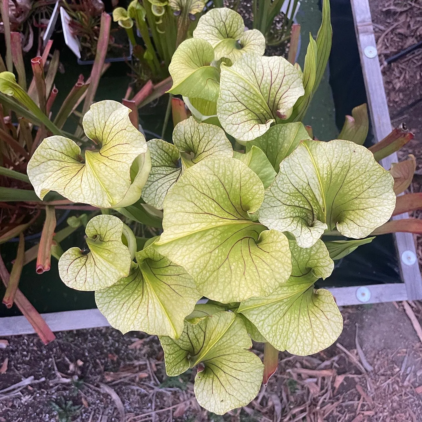 Sarracenia moorei by David