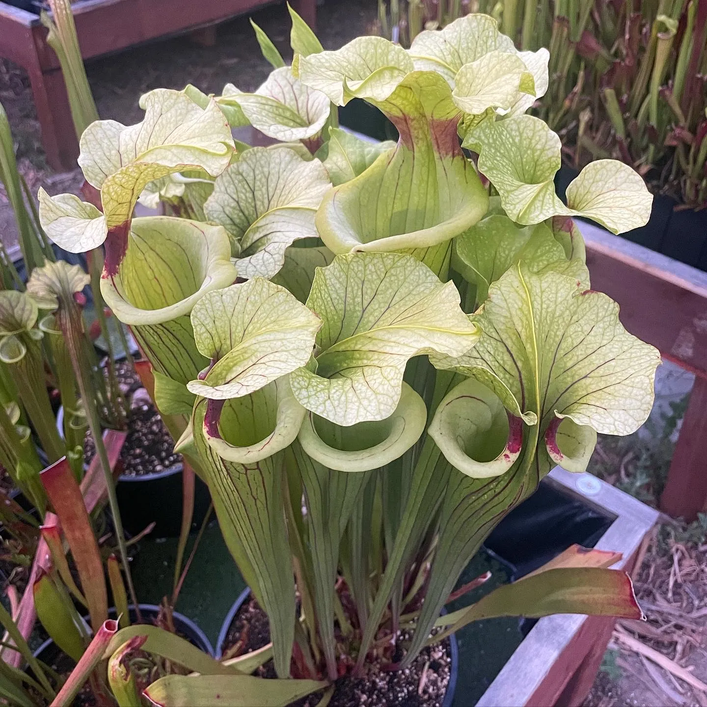Sarracenia moorei by David