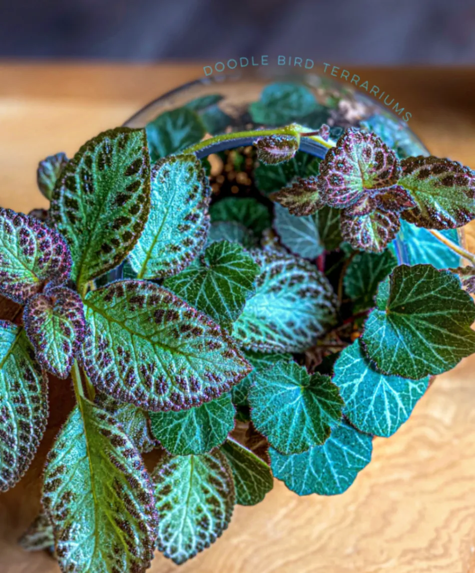 Episcia cupreata by DoodleBirdTerrariums