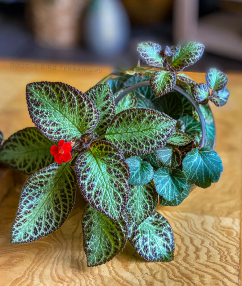 Episcia cupreata by DoodleBirdTerrariums