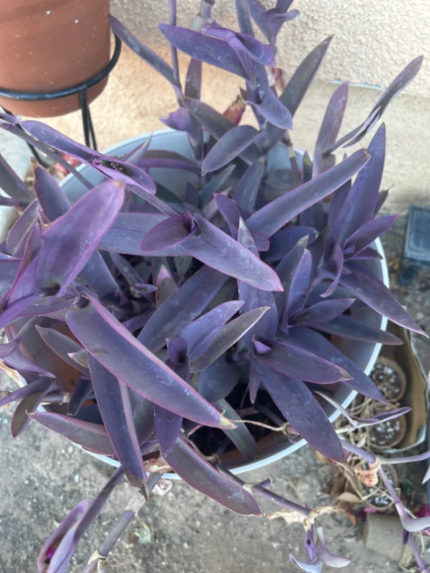 Tradescantia pallida 'Purpurea' by Variegatedstringofchaos
