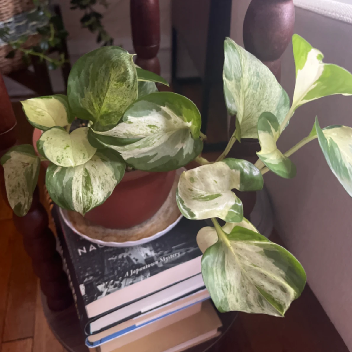 Epipremnum aureum 'Marble Queen' by joshchristoffersen