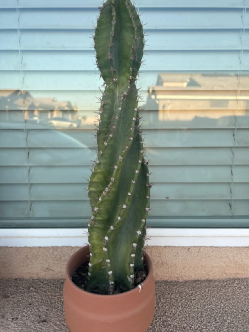 Cereus forbesii 'Spiralis' by Variegatedstringofchaos