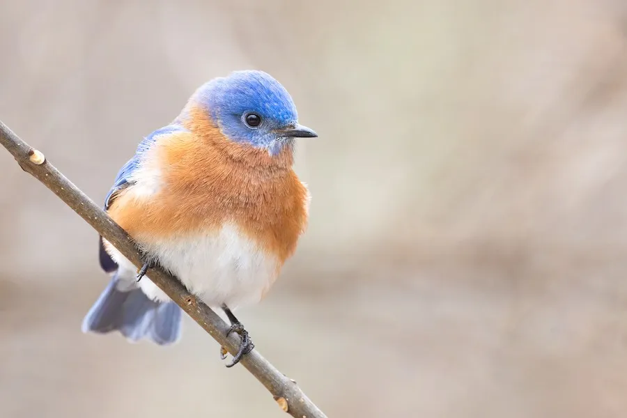 Eastern Bluebird Sialia sialis by BonsaiKing