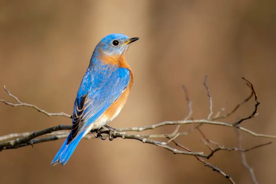 Eastern Bluebird Sialia sialis by BonsaiKing