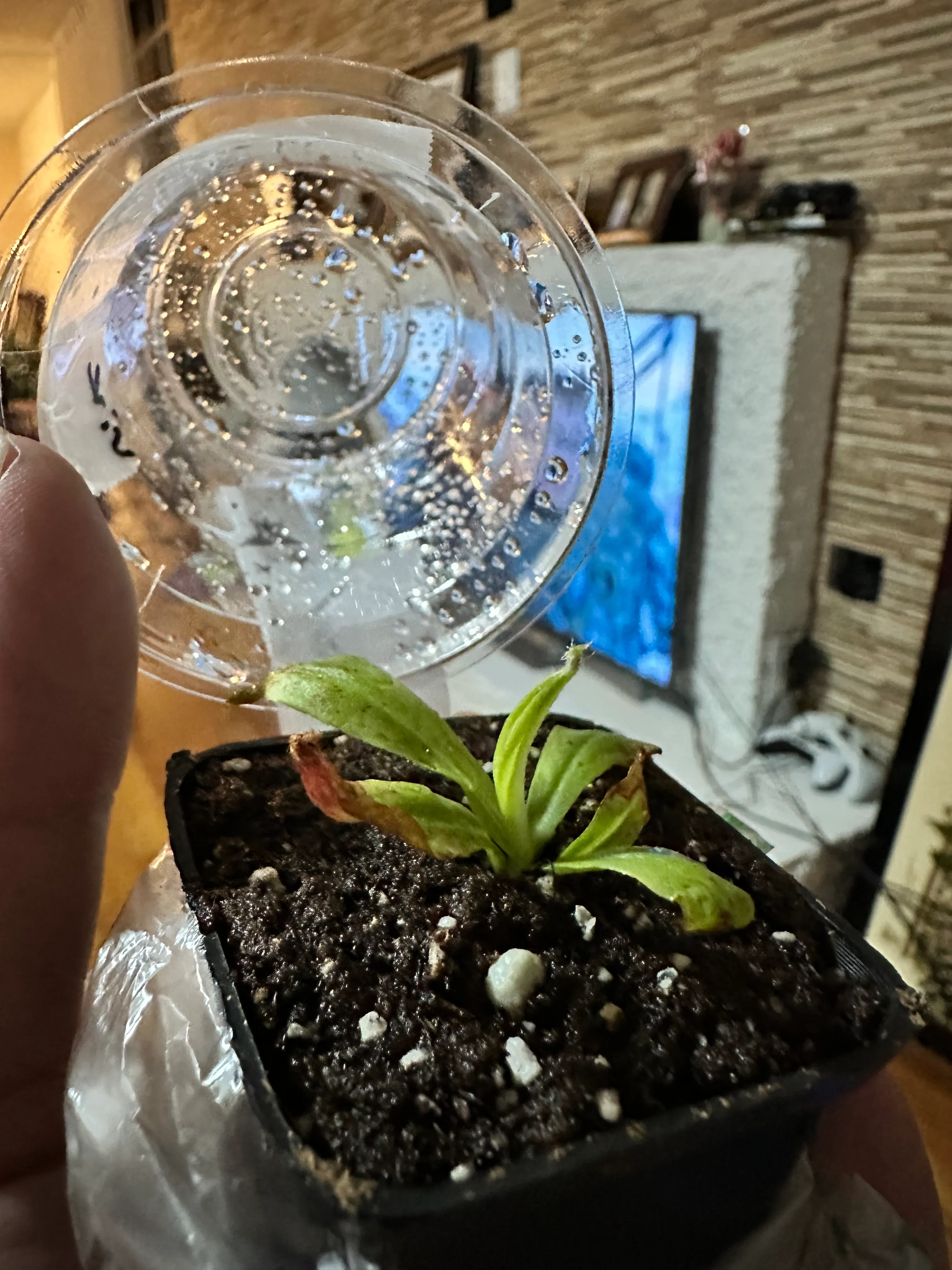 Nepenthes Vik x Vik Amp Black by marklt