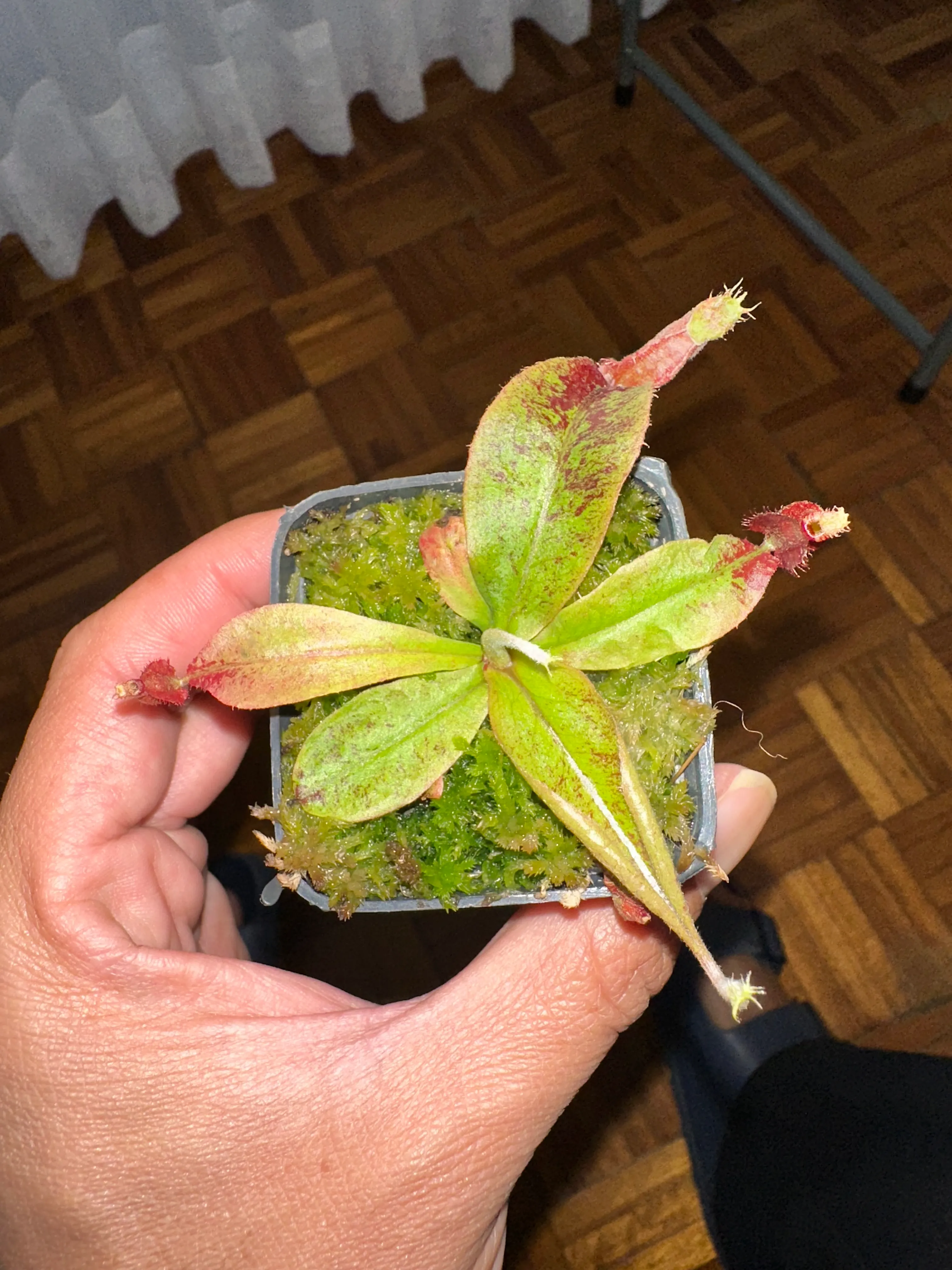 Nepenthes Vik x Vik Amp Black by marklt