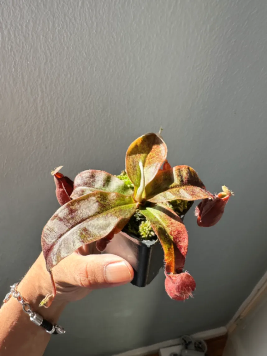 Nepenthes Vik x Vik Amp Black by marklt