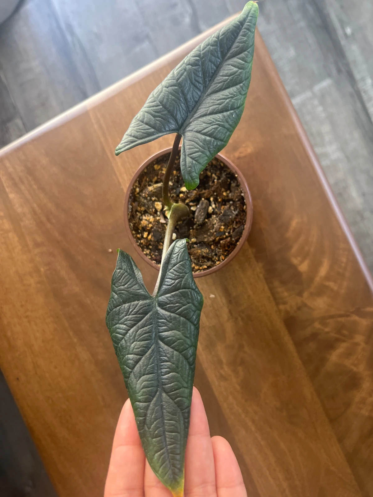 Alocasia Scalprum by alohamora