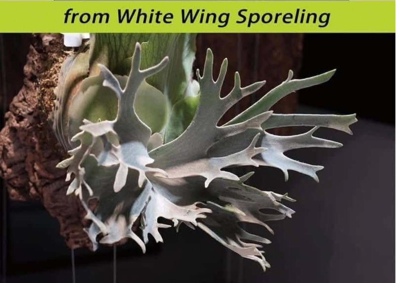 Platycerium White wing x Moonlight sporeling by aroot