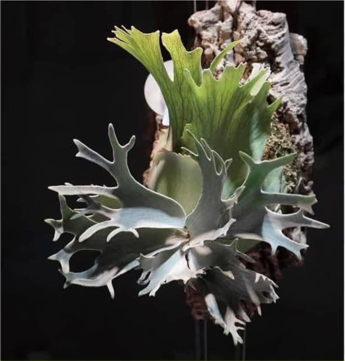 Platycerium White wing x Moonlight sporeling by aroot