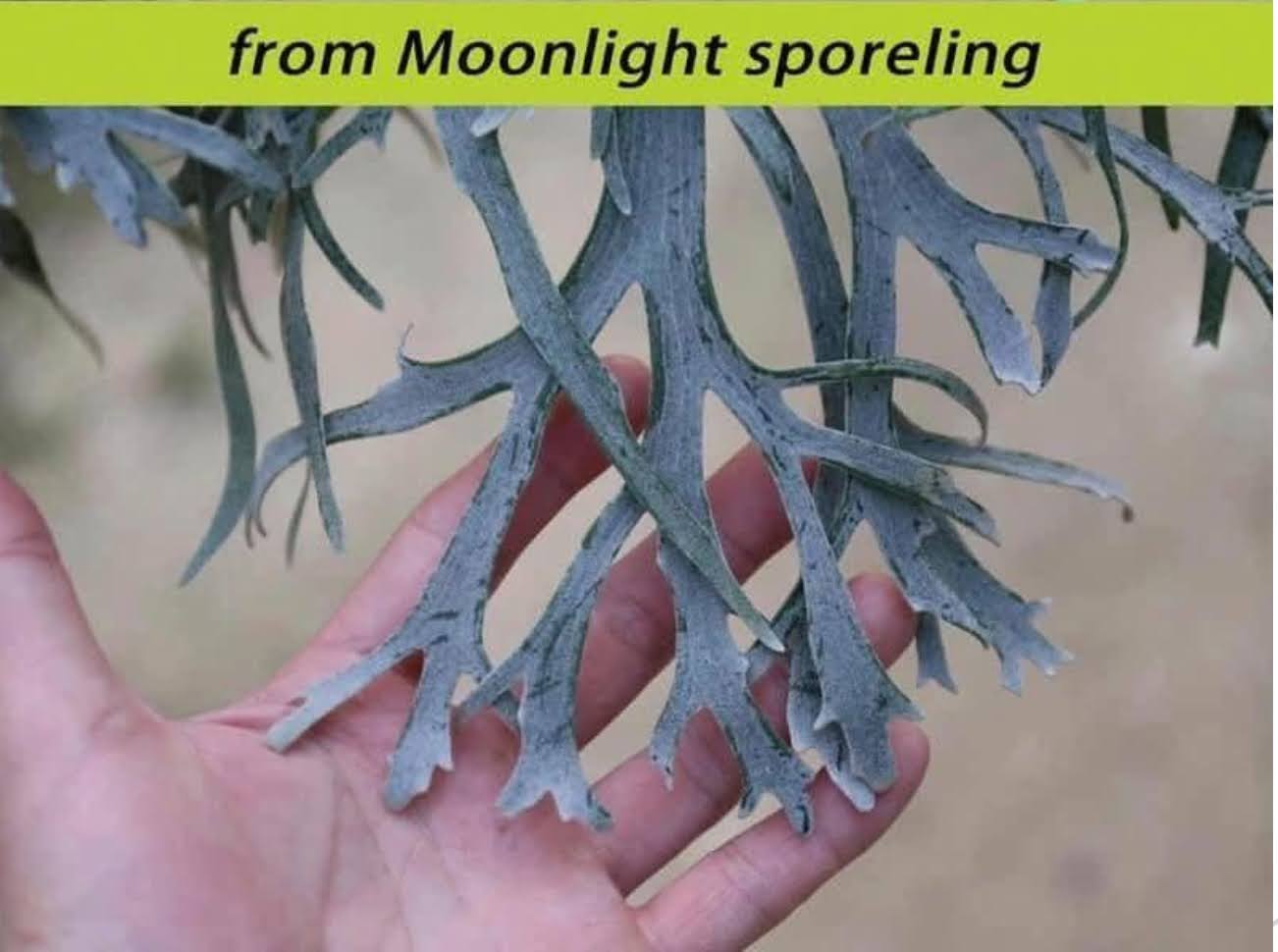 Platycerium White wing x Moonlight sporeling by aroot