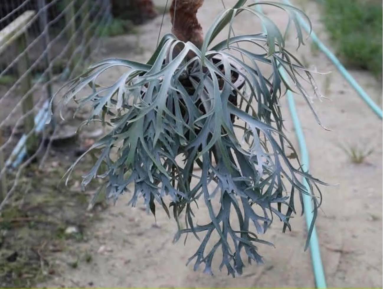 Platycerium White wing x Moonlight sporeling by aroot