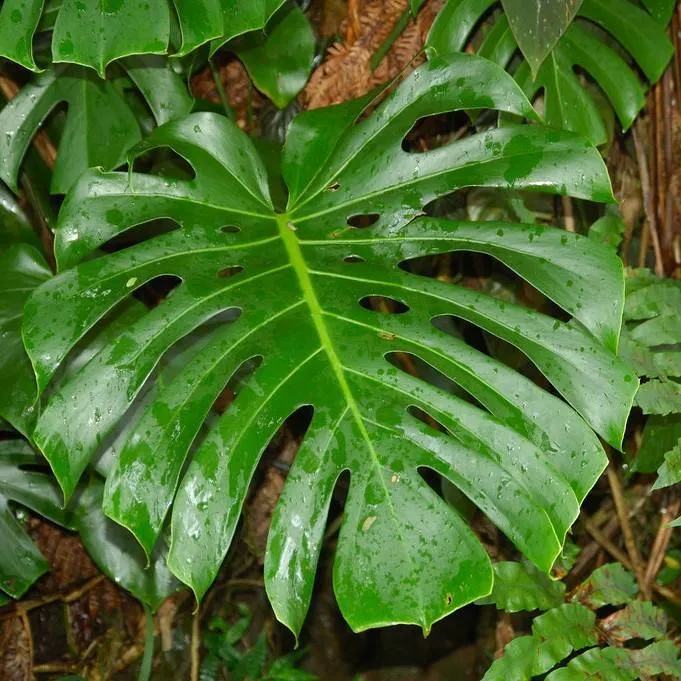 Monstera deliciosa by katemorehouse