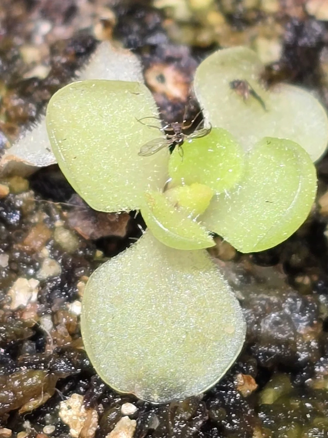 Pinguicula x 'Sethos' by atomic-alchemist