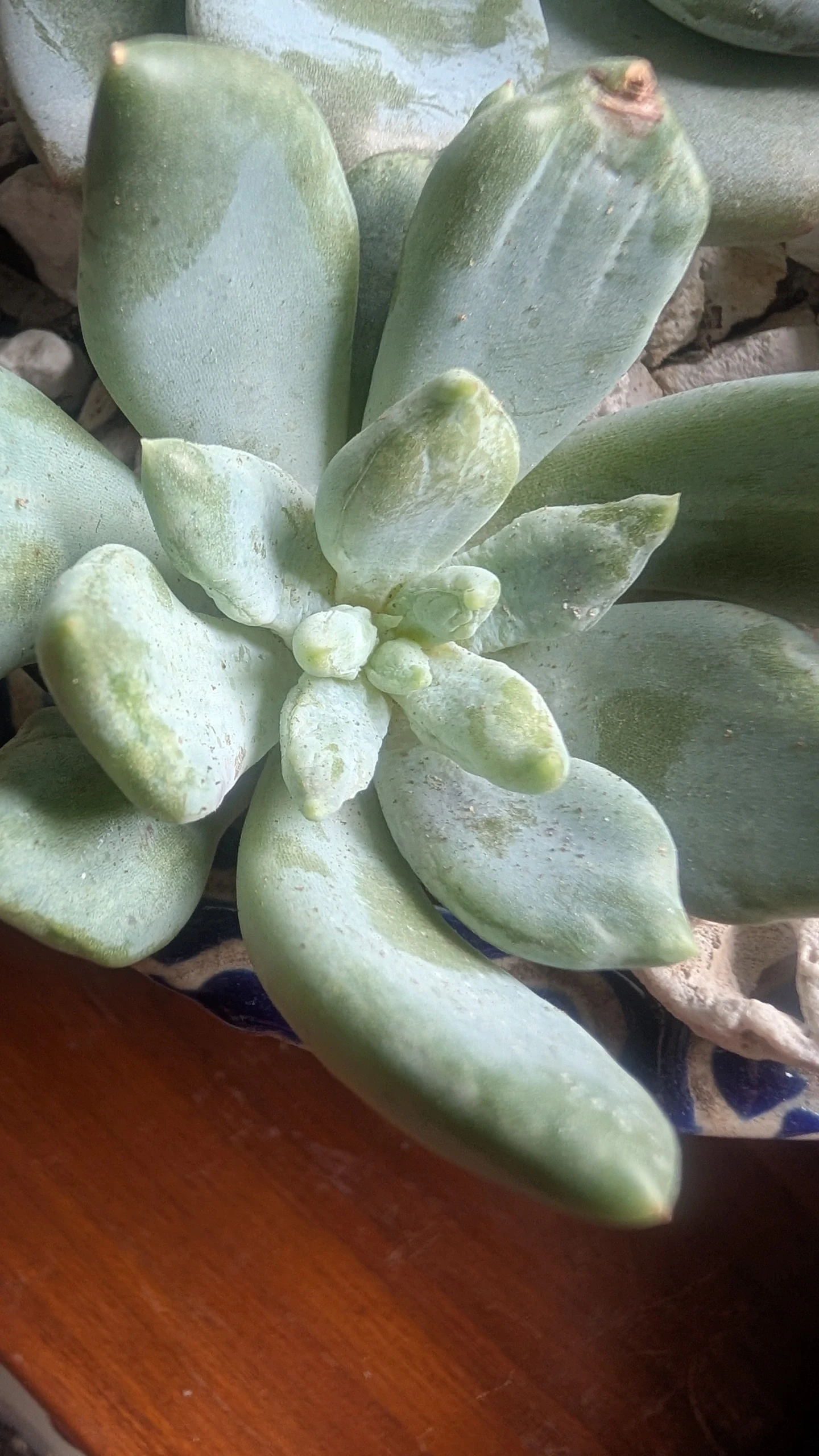 Pachyveria by Sanjana