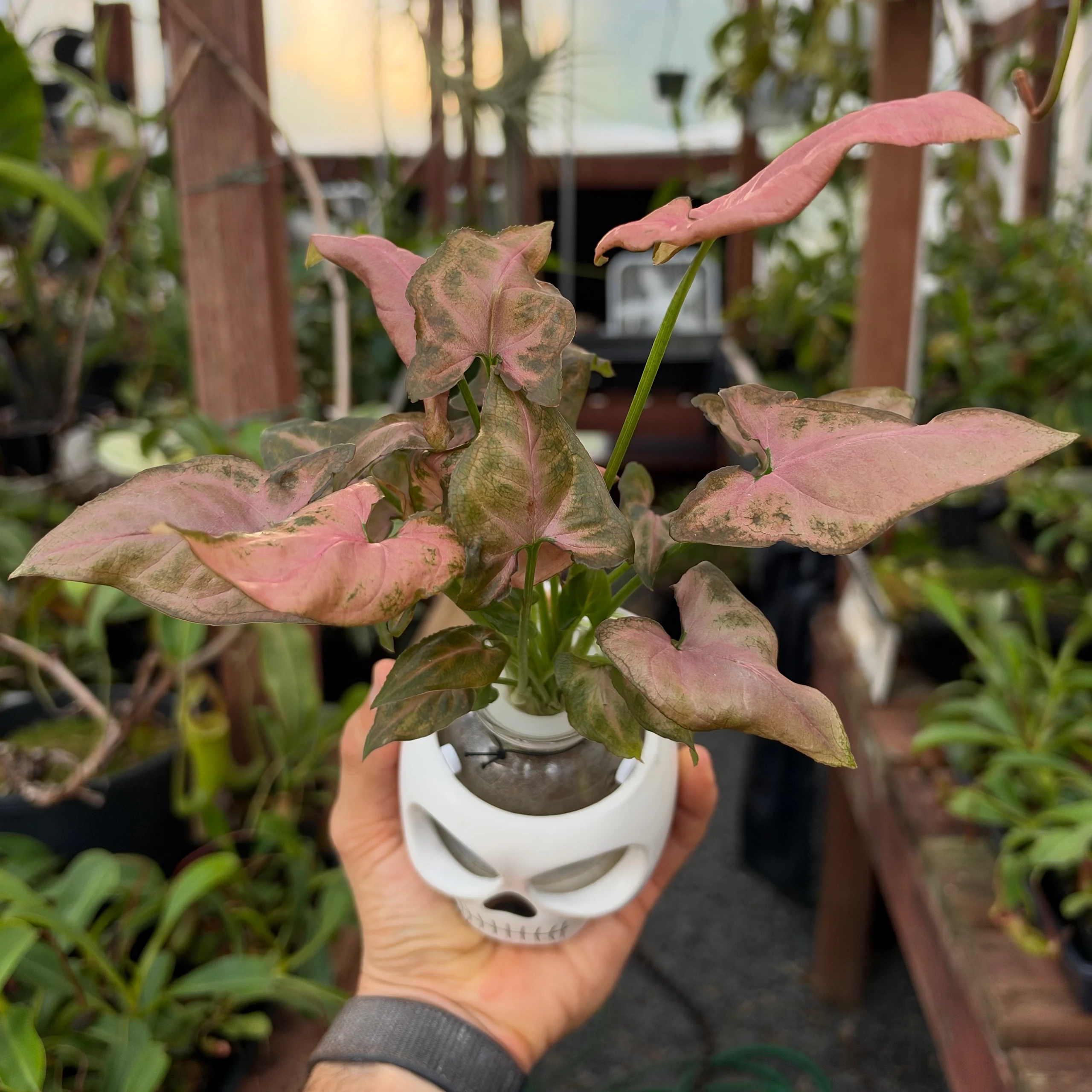 Syngonium podophyllum 'Pink Splash' by David