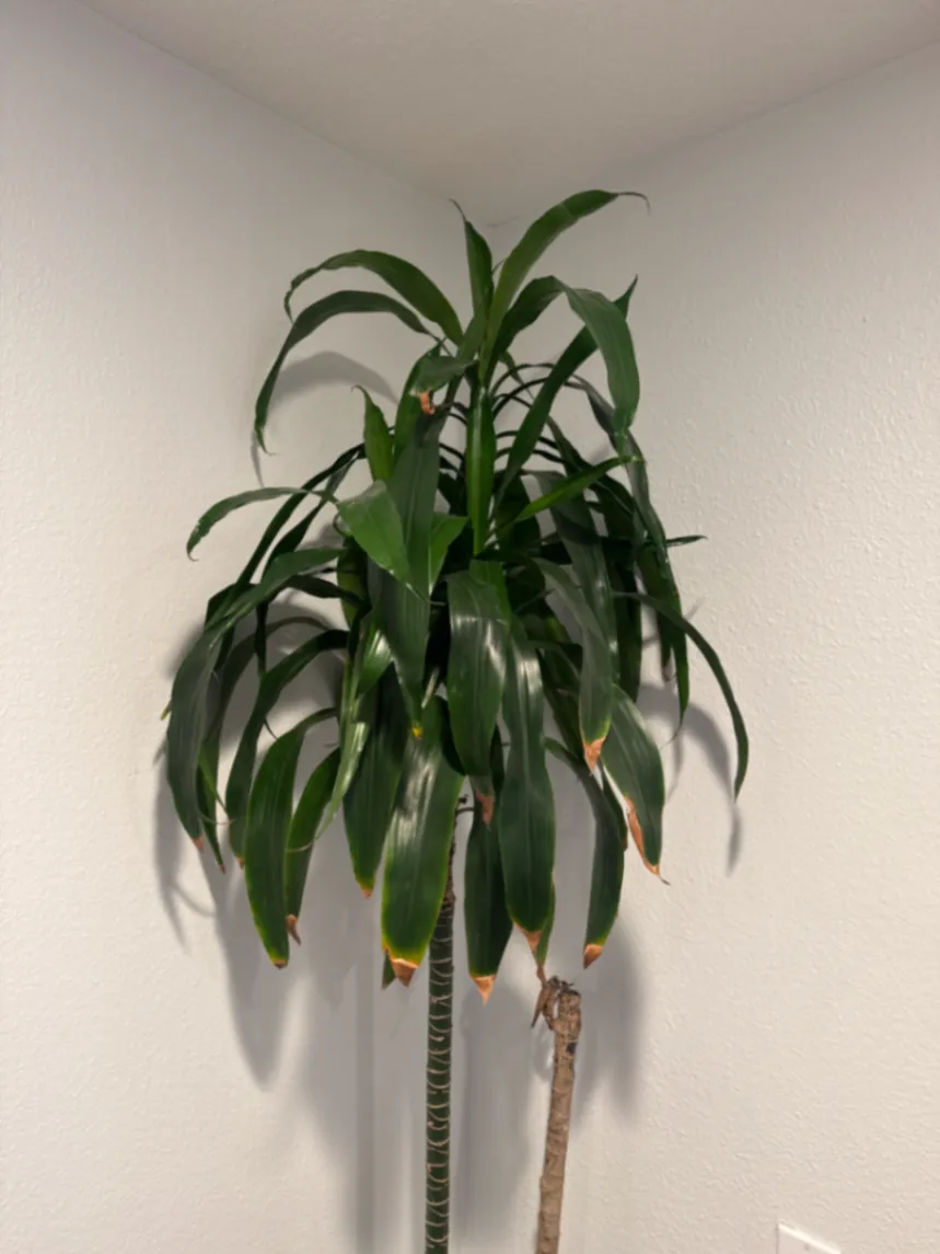 Dracaena fragrans 'Janet Craig' by Ethan