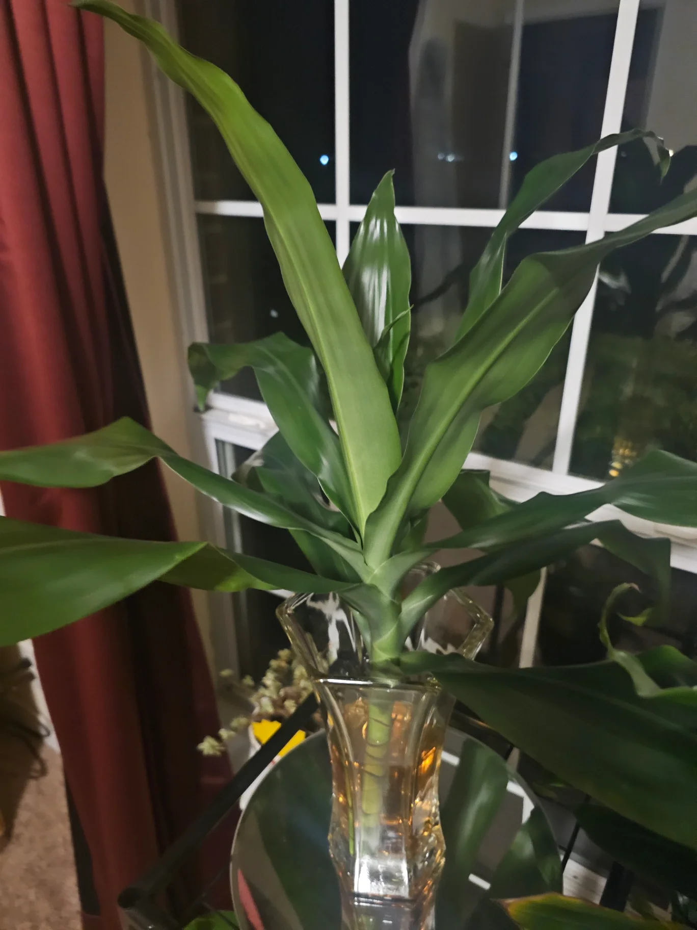 Dracaena fragrans 'Janet Craig' by Mslatinatx73