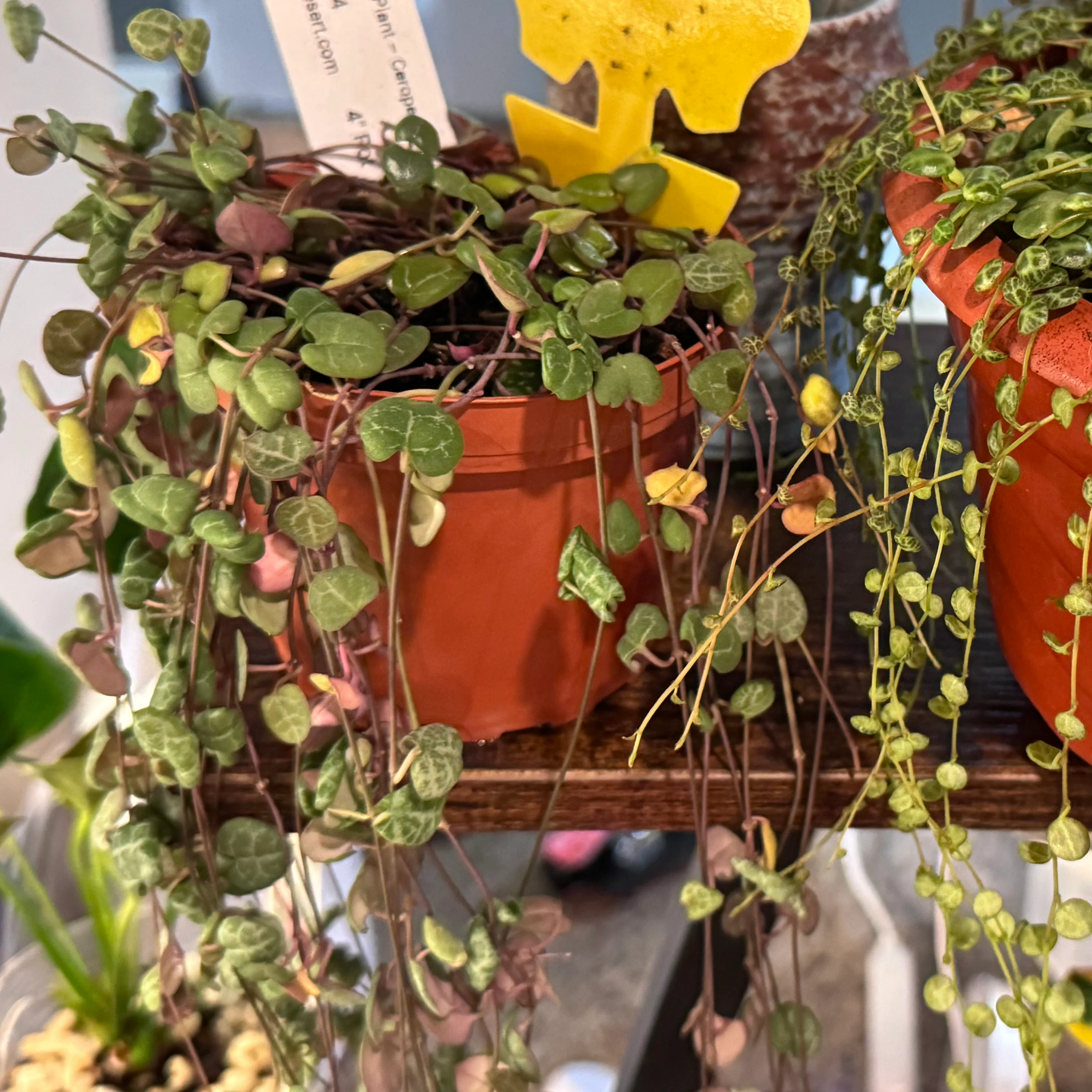 Ceropegia woodii by katcollects