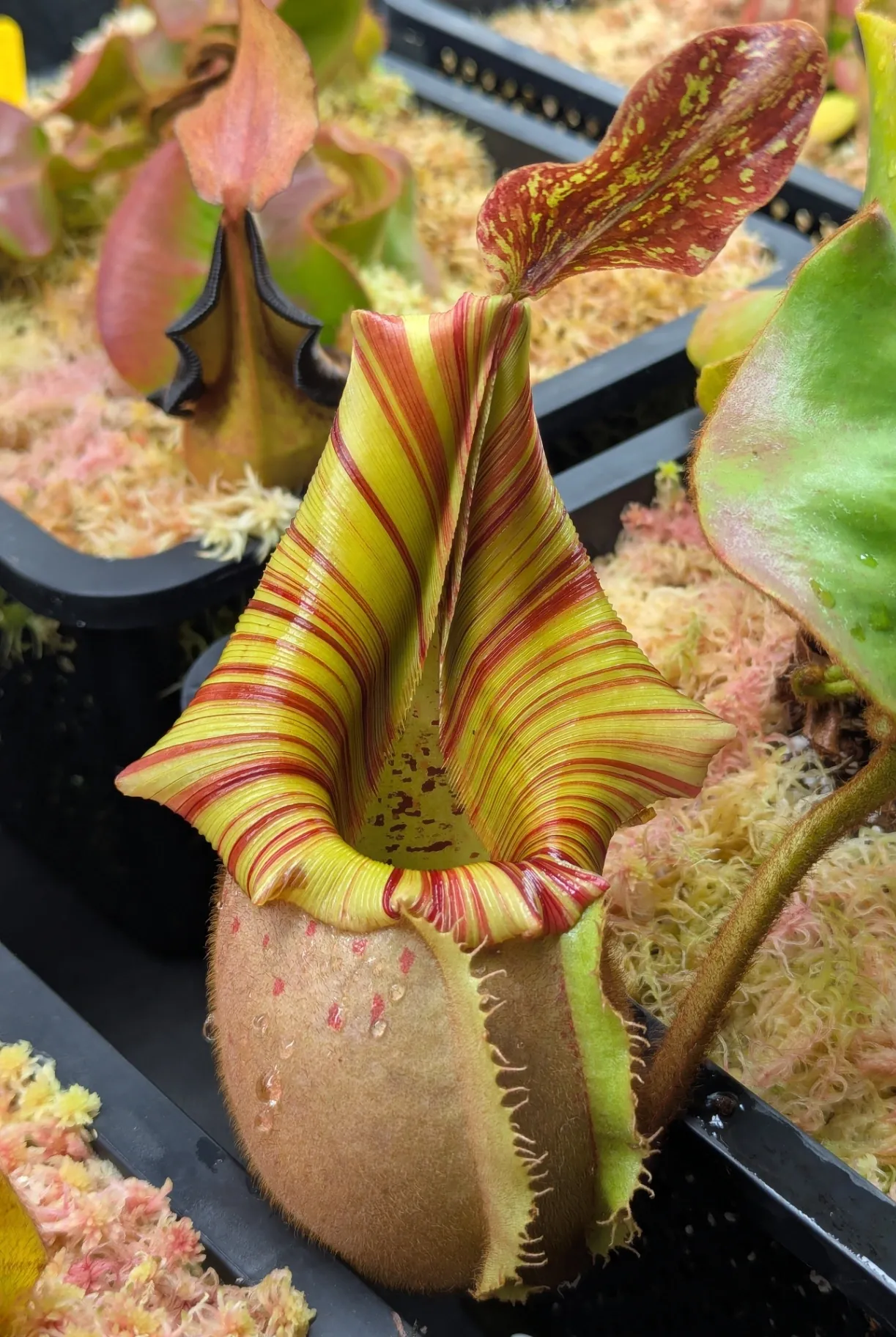 Nepenthes veitchii '(A)' by Highland_Tropicals