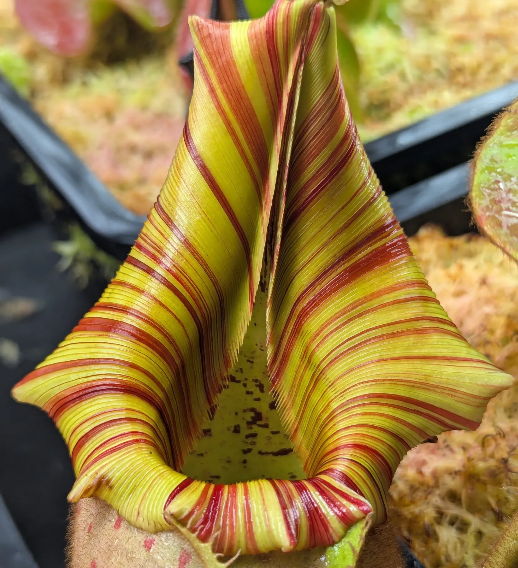 Nepenthes veitchii '(A)' by Highland_Tropicals