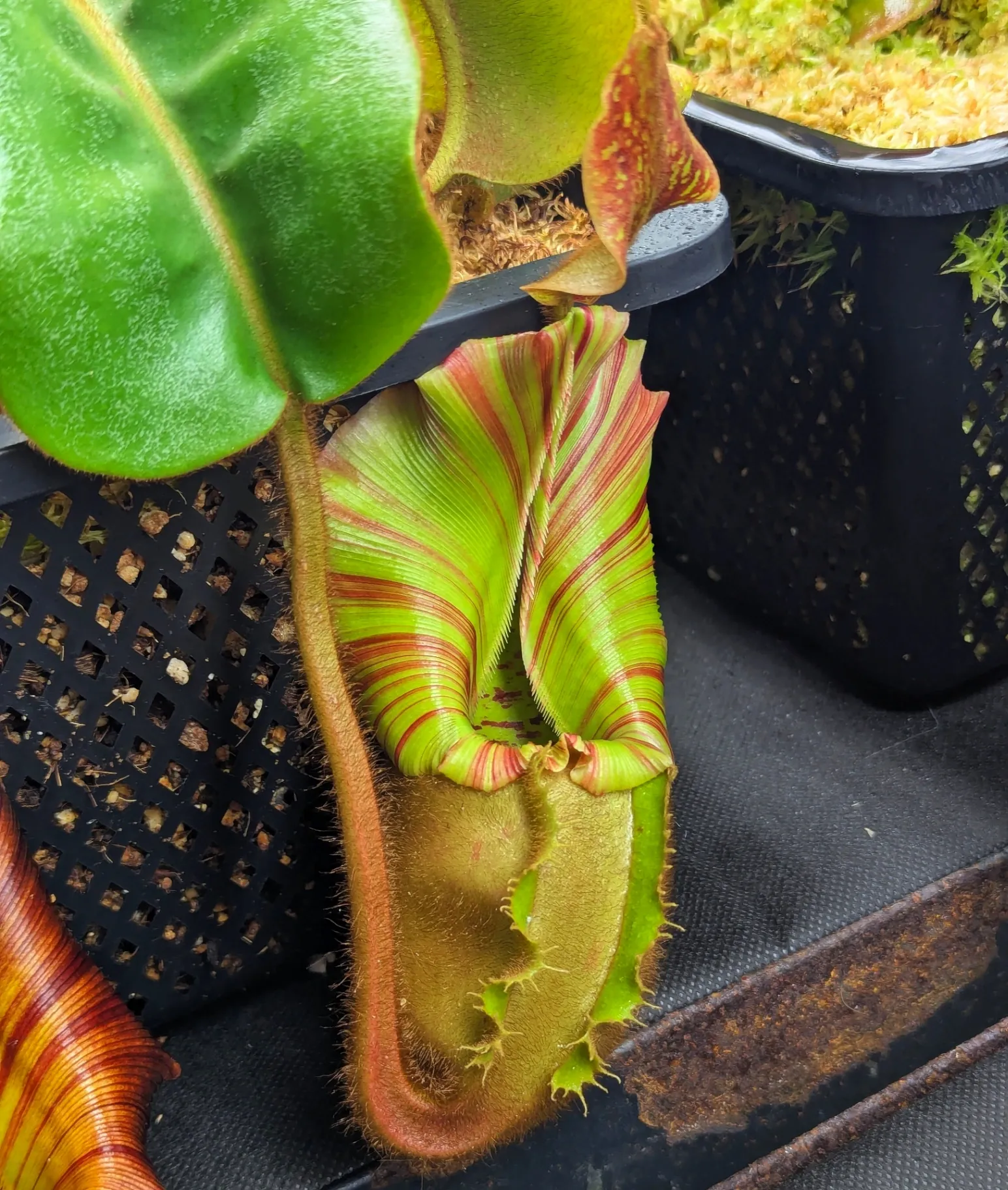 Nepenthes veitchii '(A)' by Highland_Tropicals