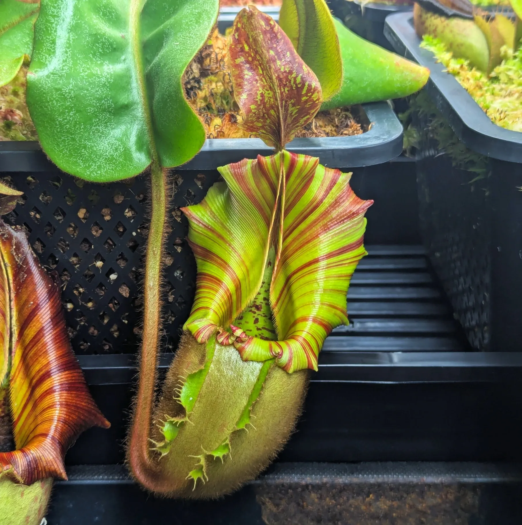 Nepenthes veitchii '(A)' by Highland_Tropicals