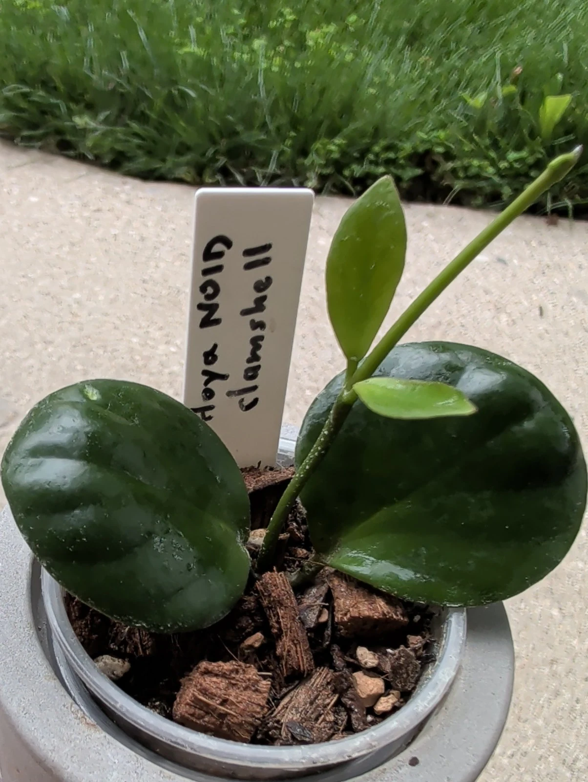 Hoya Clamshell by meg