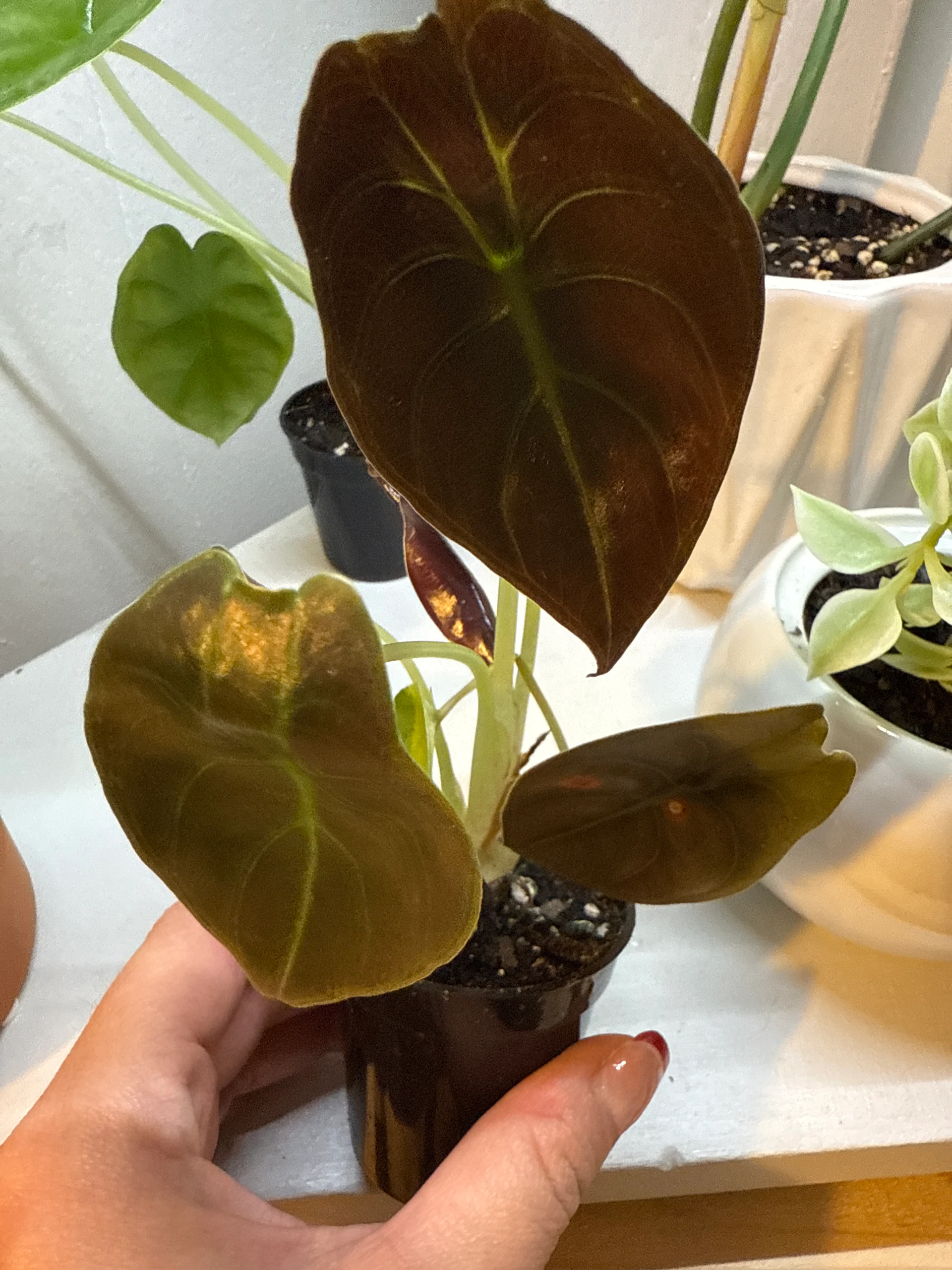 Alocasia rugosa by z3
