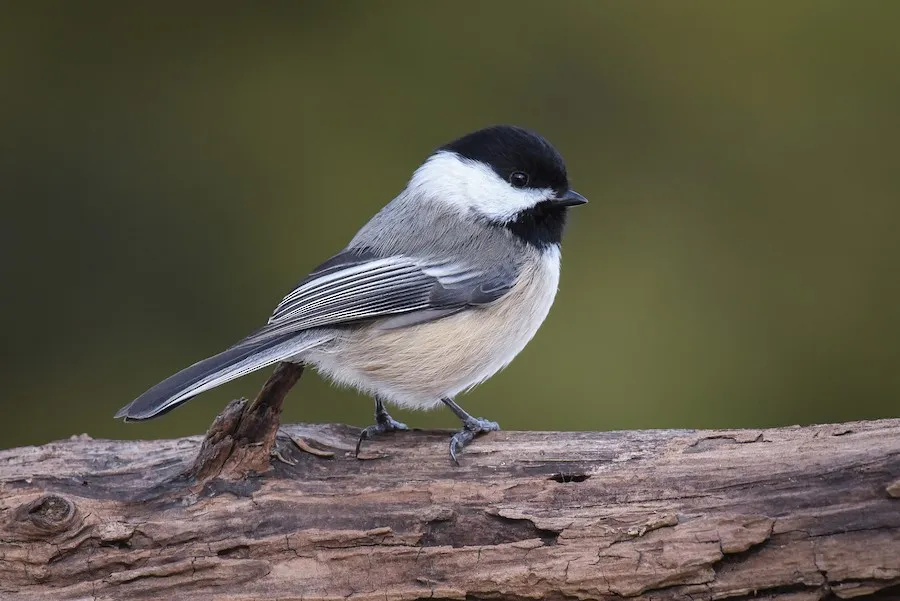Black-capped Chickadee Poecile atricapillus by genevieve
