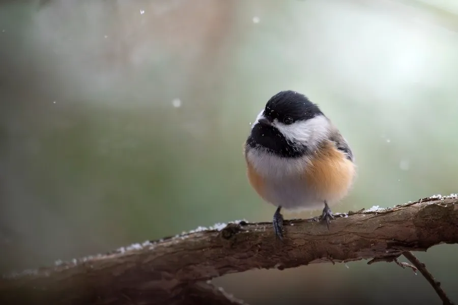 Black-capped Chickadee Poecile atricapillus by genevieve