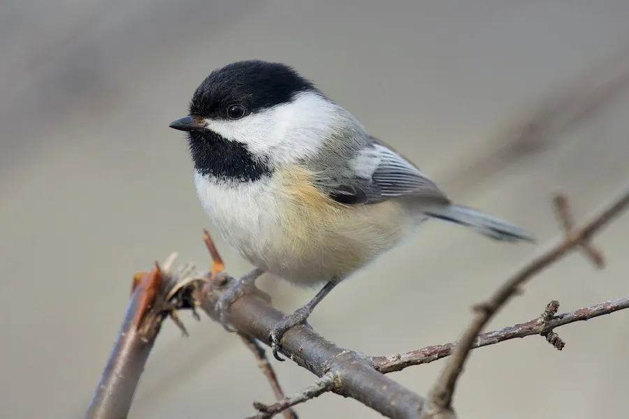 Black-capped Chickadee Poecile atricapillus by genevieve