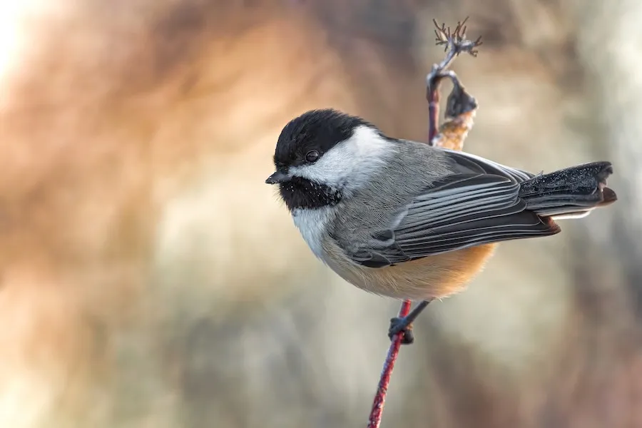 Black-capped Chickadee Poecile atricapillus by genevieve