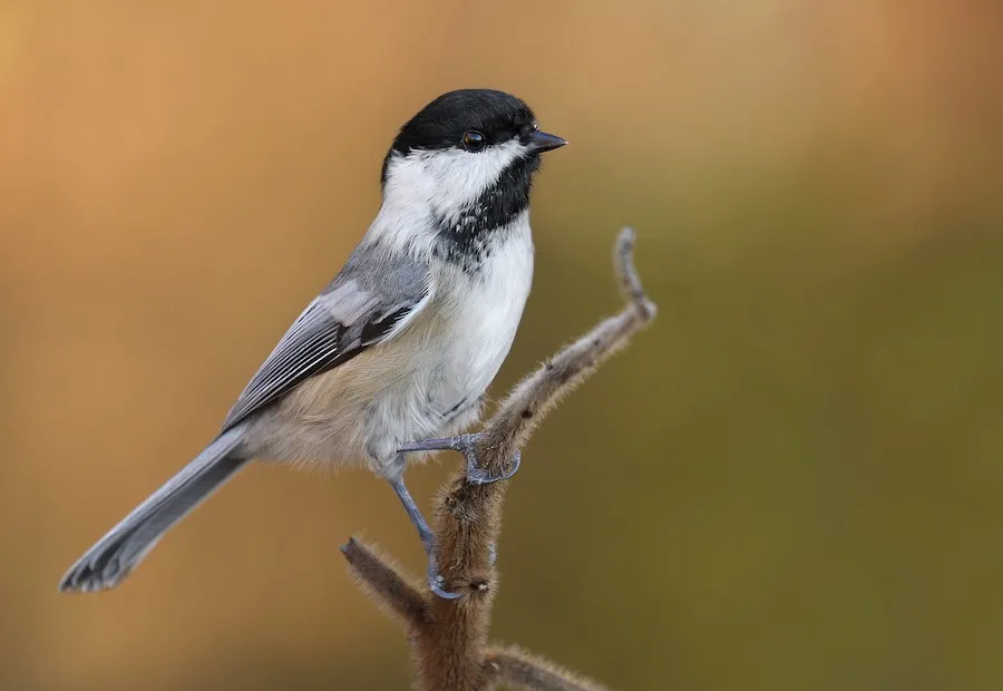 Black-capped Chickadee Poecile atricapillus by genevieve