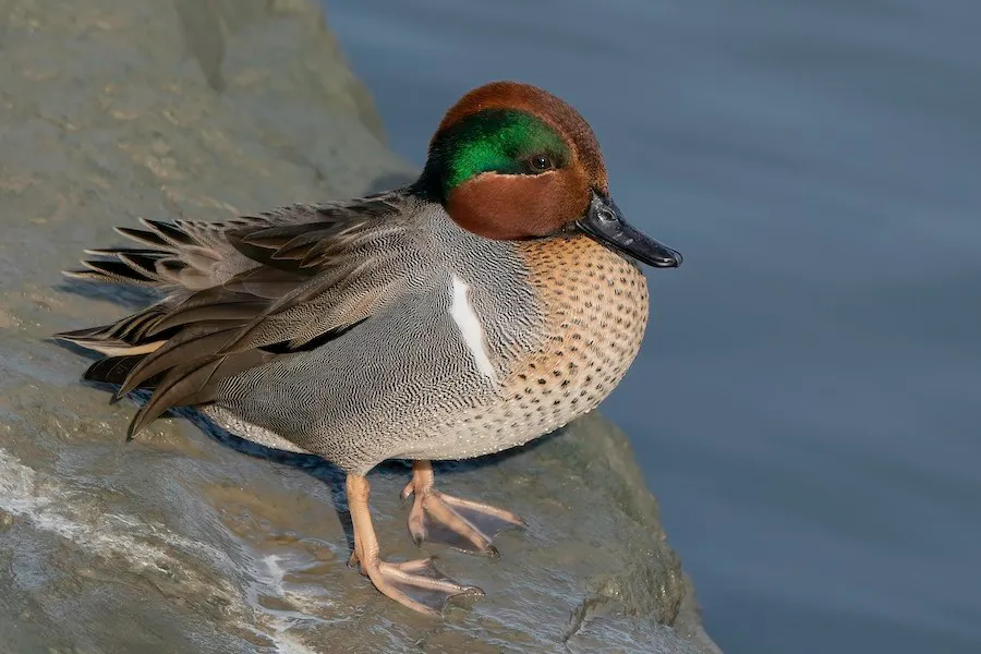 Green-winged Teal Anas crecca by genevieve
