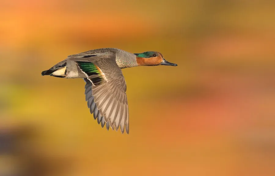 Green-winged Teal Anas crecca by genevieve