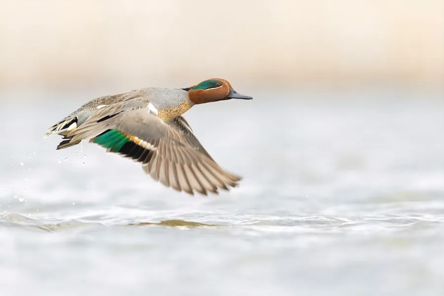 Green-winged Teal Anas crecca by genevieve