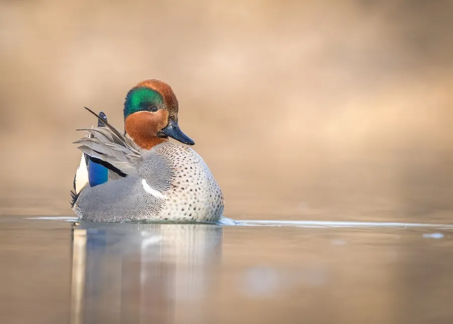 Green-winged Teal Anas crecca by genevieve