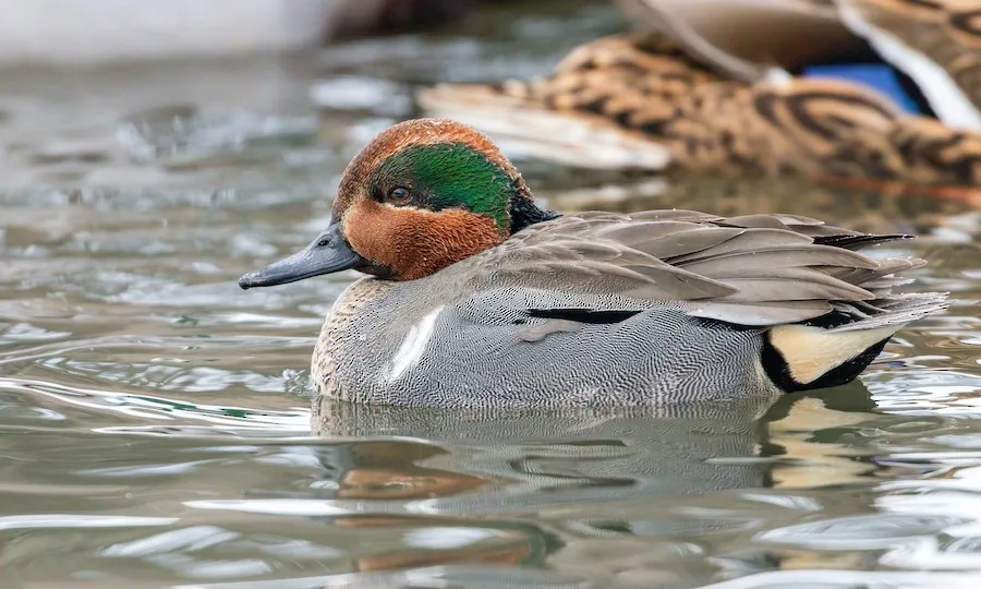 Green-winged Teal Anas crecca by genevieve