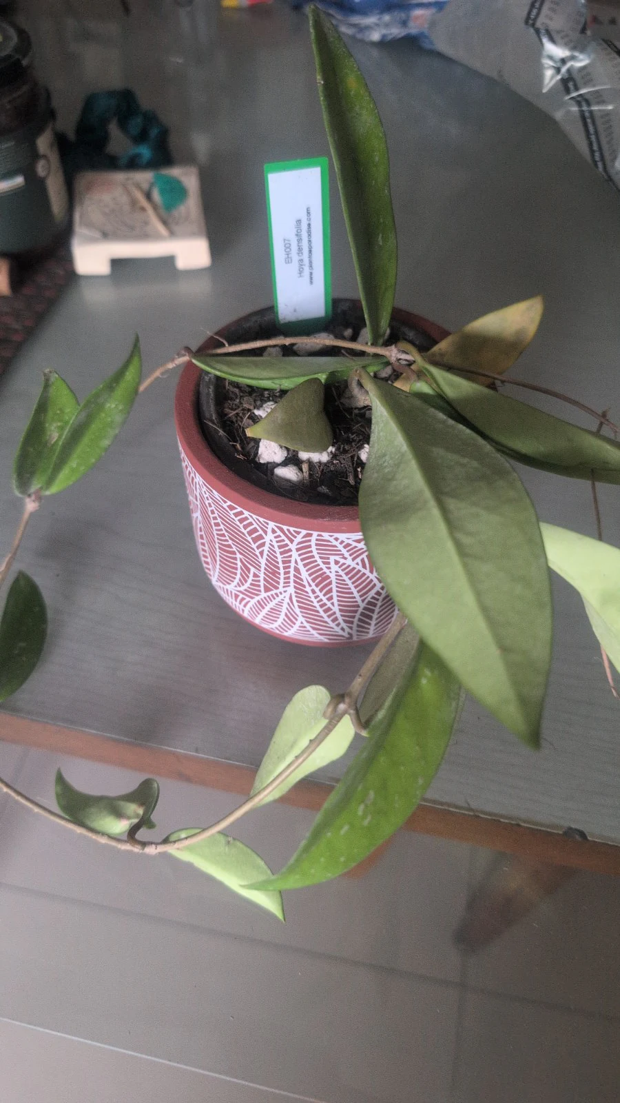 Hoya densifolia by Sanjana
