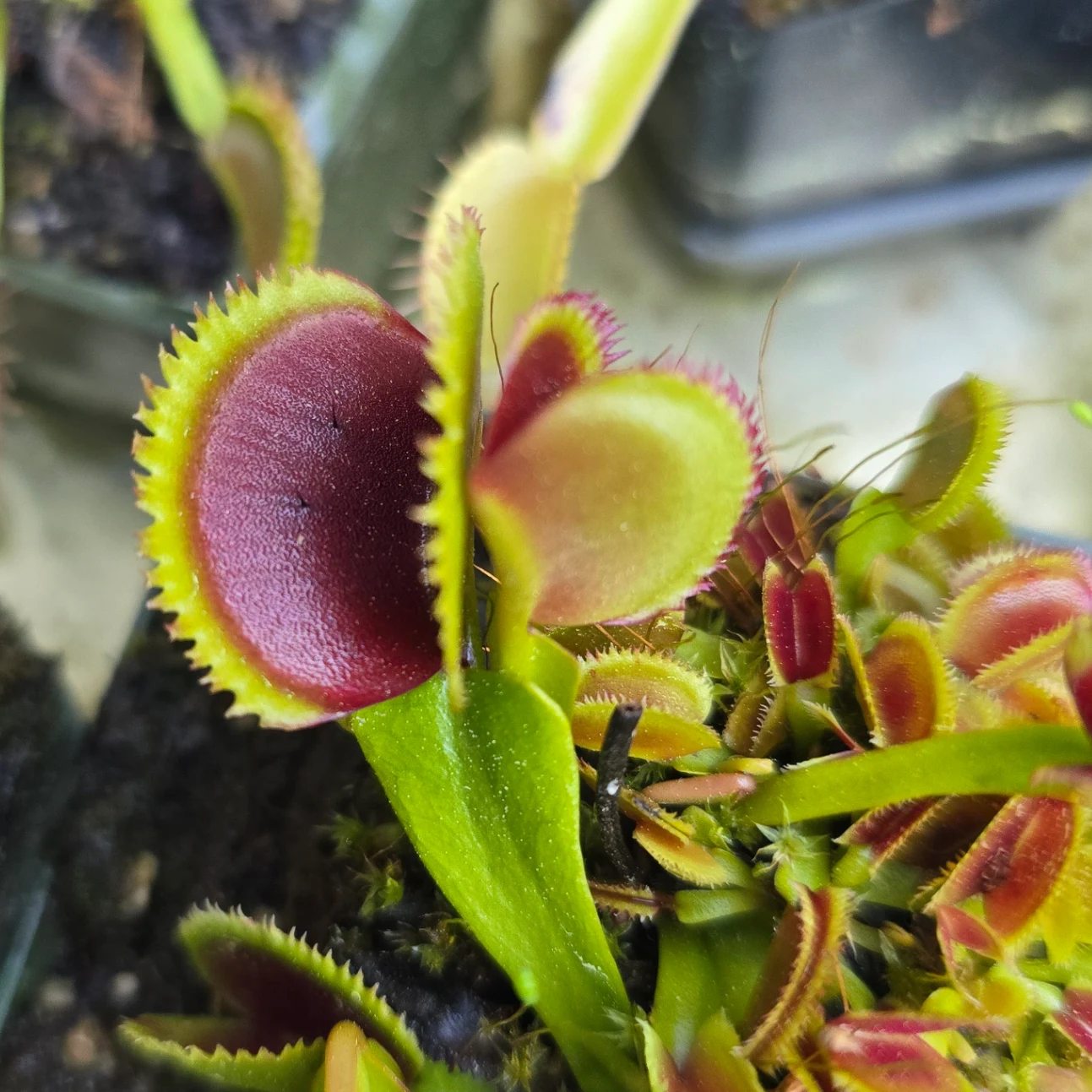 Dionaea muscipula 'Sawtooth' by atomic-alchemist