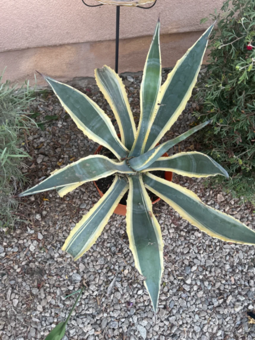 Agave americana 'Variegata' by Variegatedstringofchaos