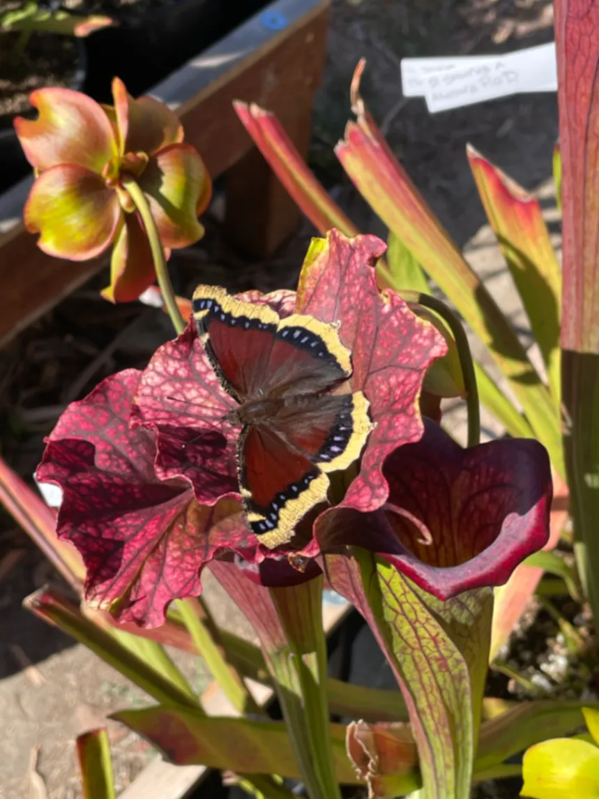 Mourning Cloak Nymphalis antiopa by David