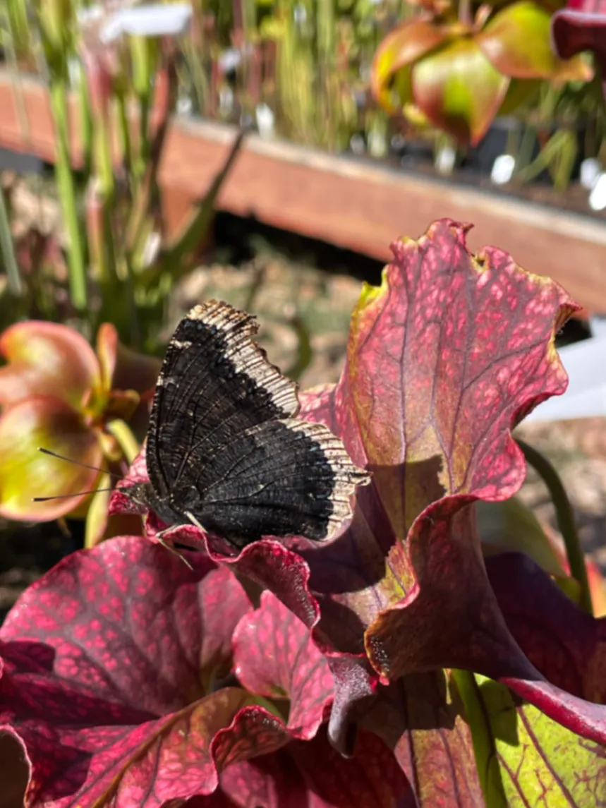 Mourning Cloak Nymphalis antiopa by David