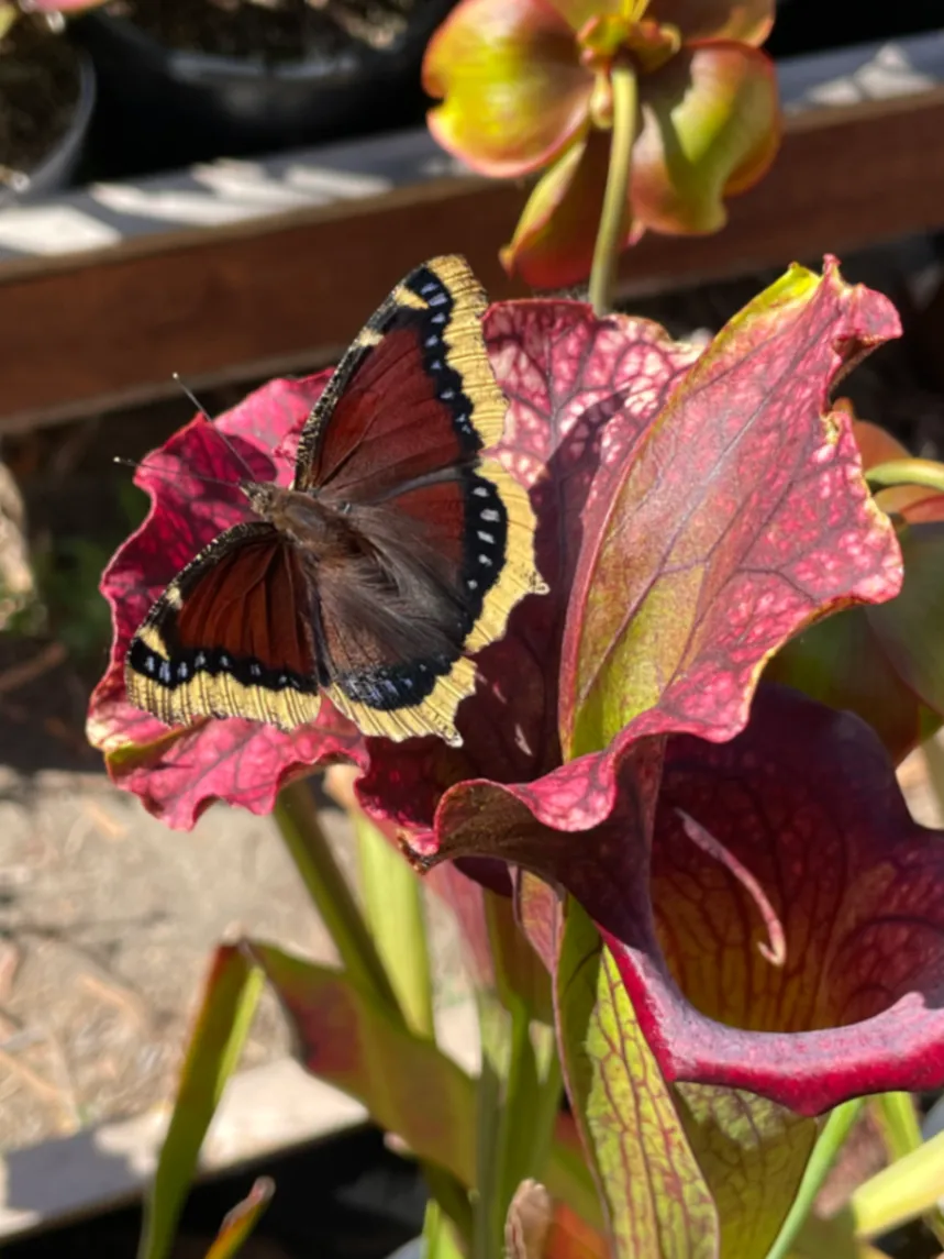 Mourning Cloak Nymphalis antiopa by David